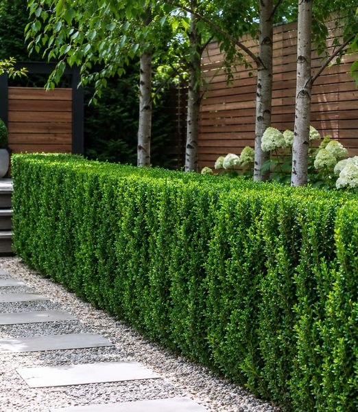 Ilex crenata 'Fastigiata'